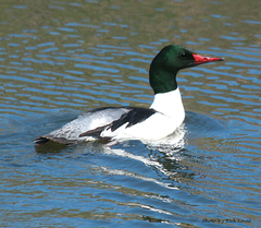 Mergus merganser americanus