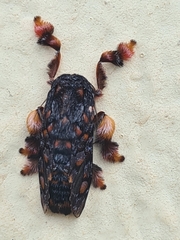 Phobetron hipparchia