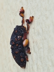 Phobetron hipparchia