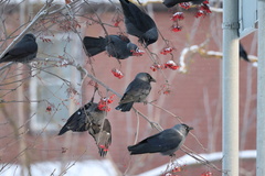 Corvus monedula