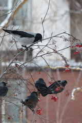 Corvus cornix