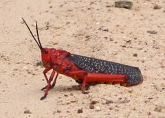 Phymateus morbillosus