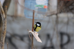 Parus major