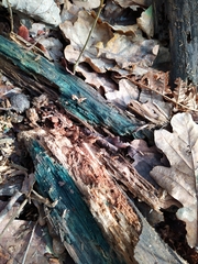 Chlorociboria aeruginosa