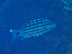 Lutjanus decussatus