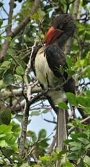 Lophoceros alboterminatus