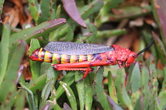 Phymateus morbillosus