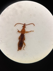 Brentinae