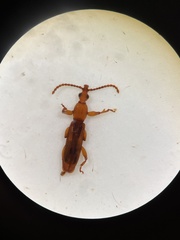 Brentinae