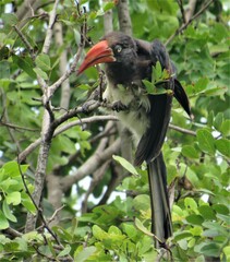 Lophoceros alboterminatus