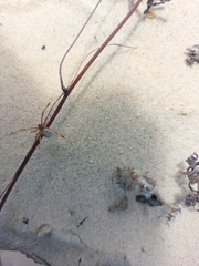 Latrodectus geometricus