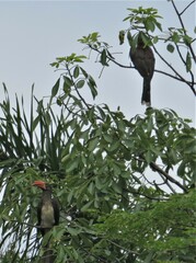Lophoceros alboterminatus