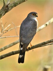 Accipiter minullus