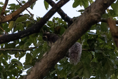 Sciurus variegatoides