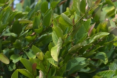 Flemingia strobilifera