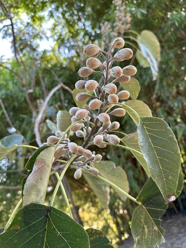 Foxglove tree (Paulownia fortunei)