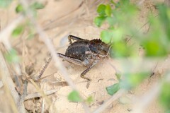 Hetrodes pupus
