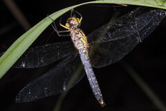 Hydrobasileus brevistylus