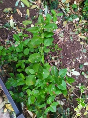 Erysiphe euonymicola