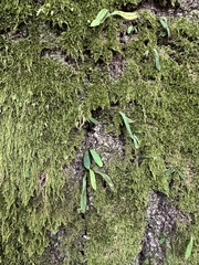 Lepisorus thunbergianus