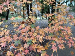 Acer palmatum