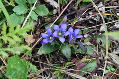 Gentiana scabra