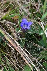 Gentiana scabra