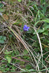 Gentiana scabra