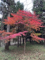 Acer palmatum