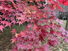 Acer palmatum