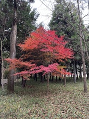 Acer palmatum