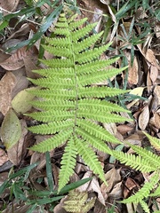 Coryphopteris japonica
