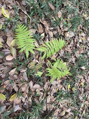 Coryphopteris japonica