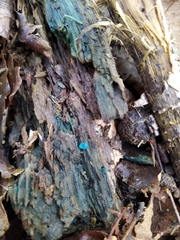 Chlorociboria aeruginosa