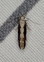 Coleotechnites florae