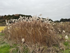 Miscanthus