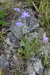 Scabiosa lachnophylla