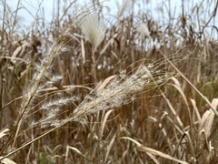 Miscanthus