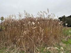 Miscanthus