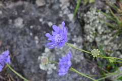 Scabiosa lachnophylla