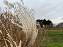 Miscanthus