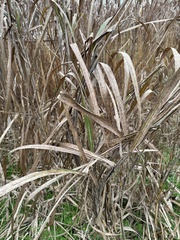 Miscanthus