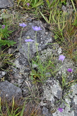 Scabiosa lachnophylla