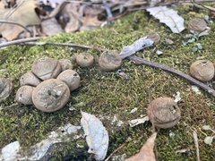 Apioperdon