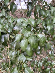 Hedera rhombea