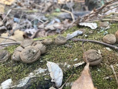 Apioperdon