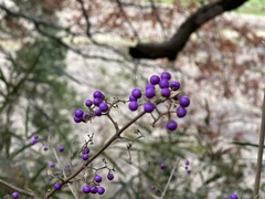 Callicarpa