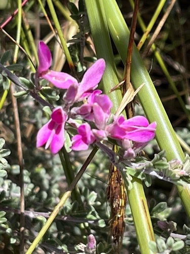 Image of Indigofera pillansii by (c) Charleen Brunke, some rights reserved (CC BY)