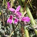 Indigofera Pillansii Ms - Photo (c) Charleen, some rights reserved (CC BY), uploaded by Charleen