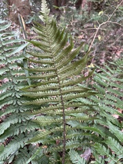 Dryopteris uniformis